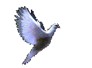 colombe.gif (28257 octets)